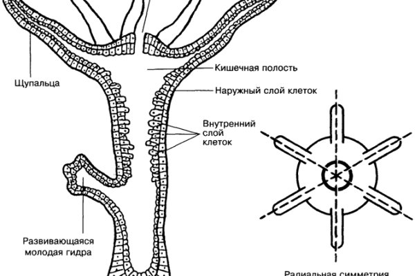 Ошибка на сервере кракен